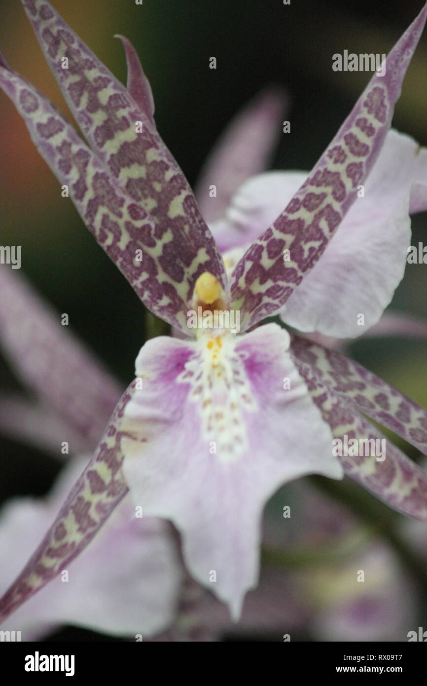 Zygopetalum maculatum orchid flower. Stock Photo