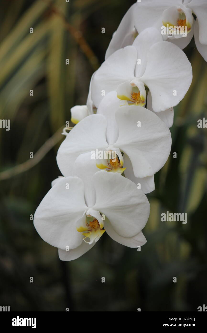 Beautiful, stunning moth orchid, 蝴蝶兰属, hu die lan shu, Polychilos, Doritis, Synadena, Stauroglottis, Polystylus, Stauritis, Ornithochilus, Hygrochilus Stock Photo