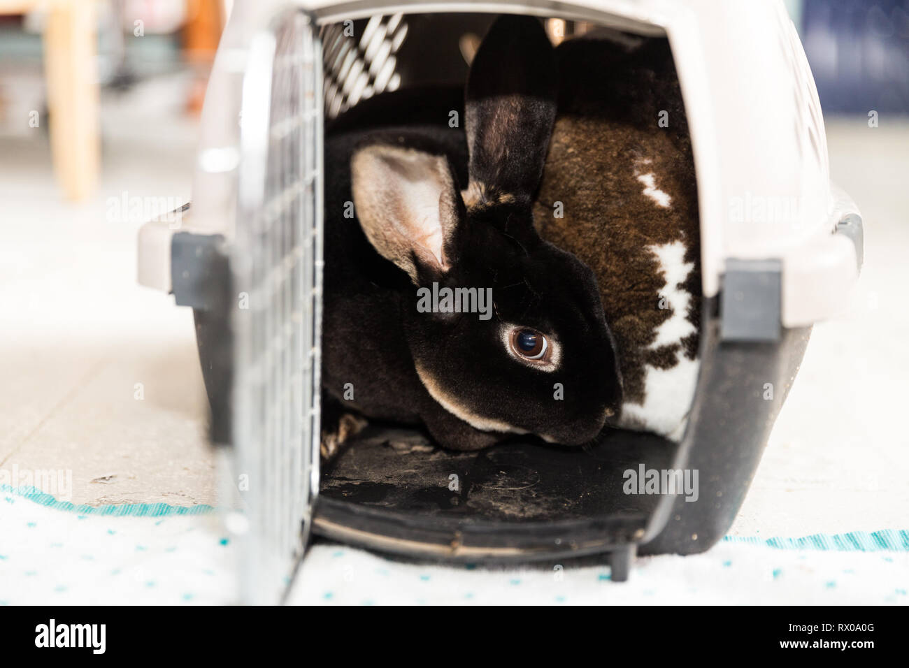 Pet rabbits playing with children inside a carrier Stock Photo - Alamy