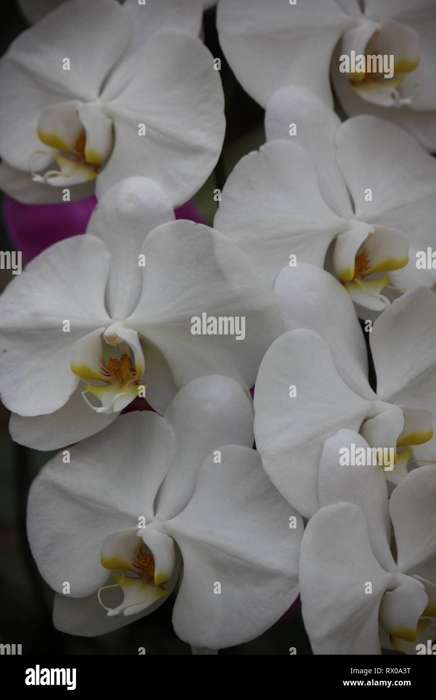 Polychilos Beautiful, stunning moth orchid, 蝴蝶兰属, hu die lan shu, Polychilos ...