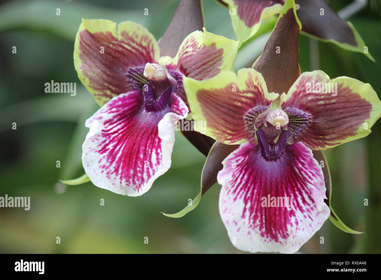 Fiery purple and green Oncostele orchid flower. Stock Photo