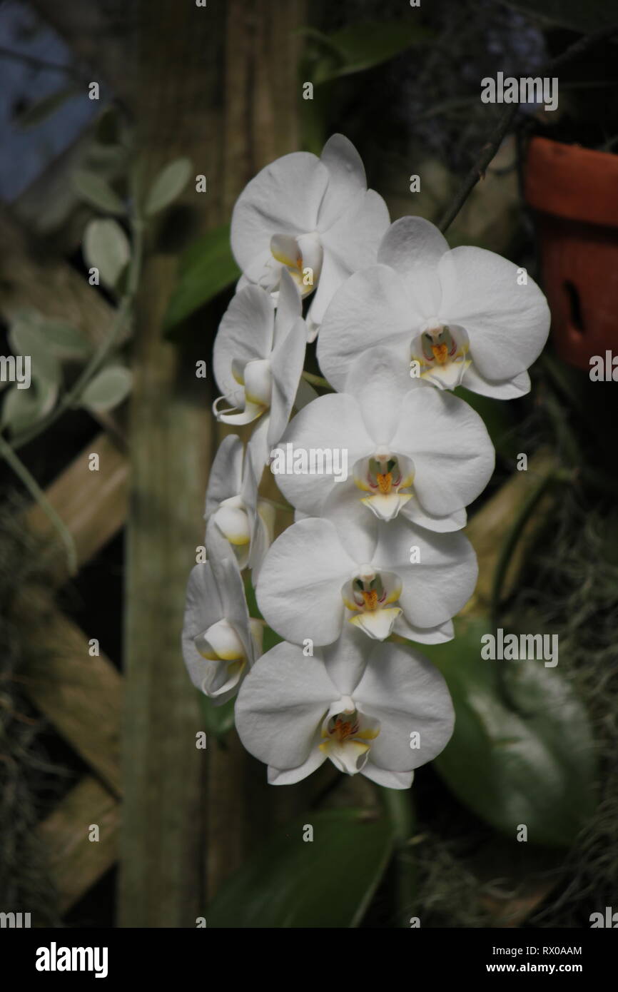 Polychilos Polychilos hi-res stock photography and images - Alamy