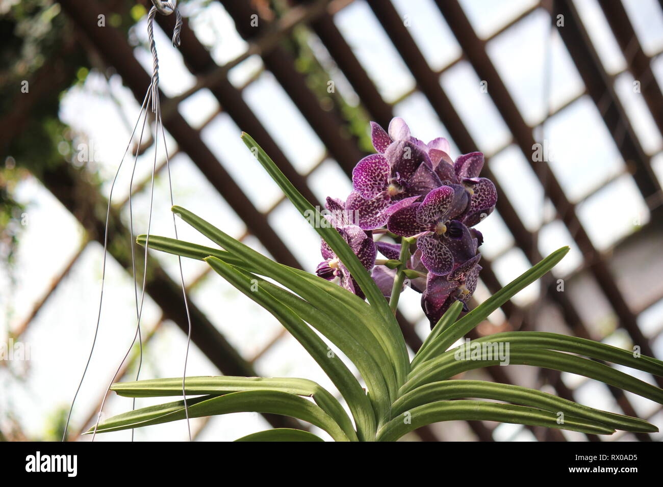 Vanda orchid hybrid flower Stock Photo - Alamy