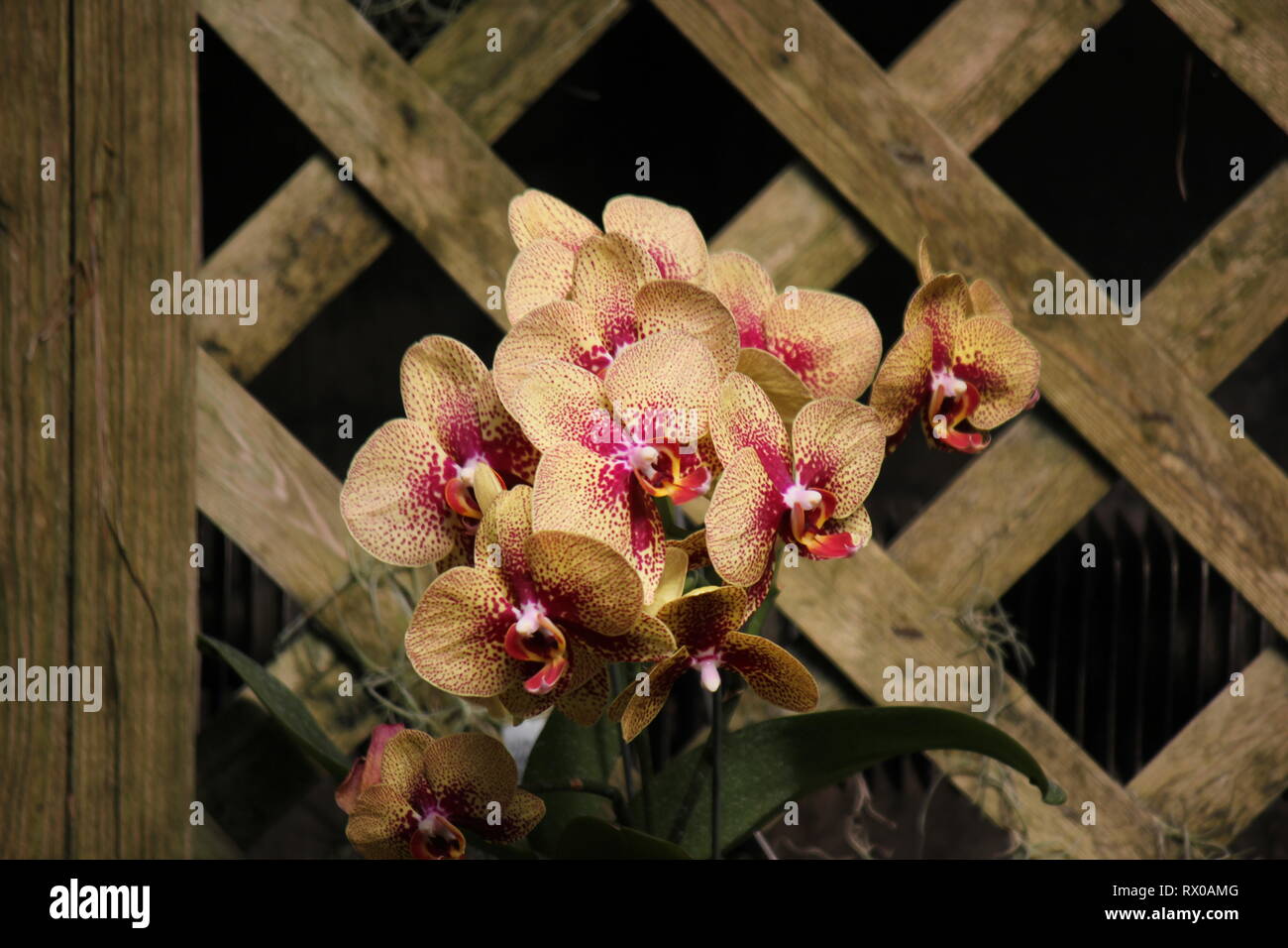 Polychilos Beautiful, stunning moth orchid, 蝴蝶兰属, hu die lan shu, Polychilos ...