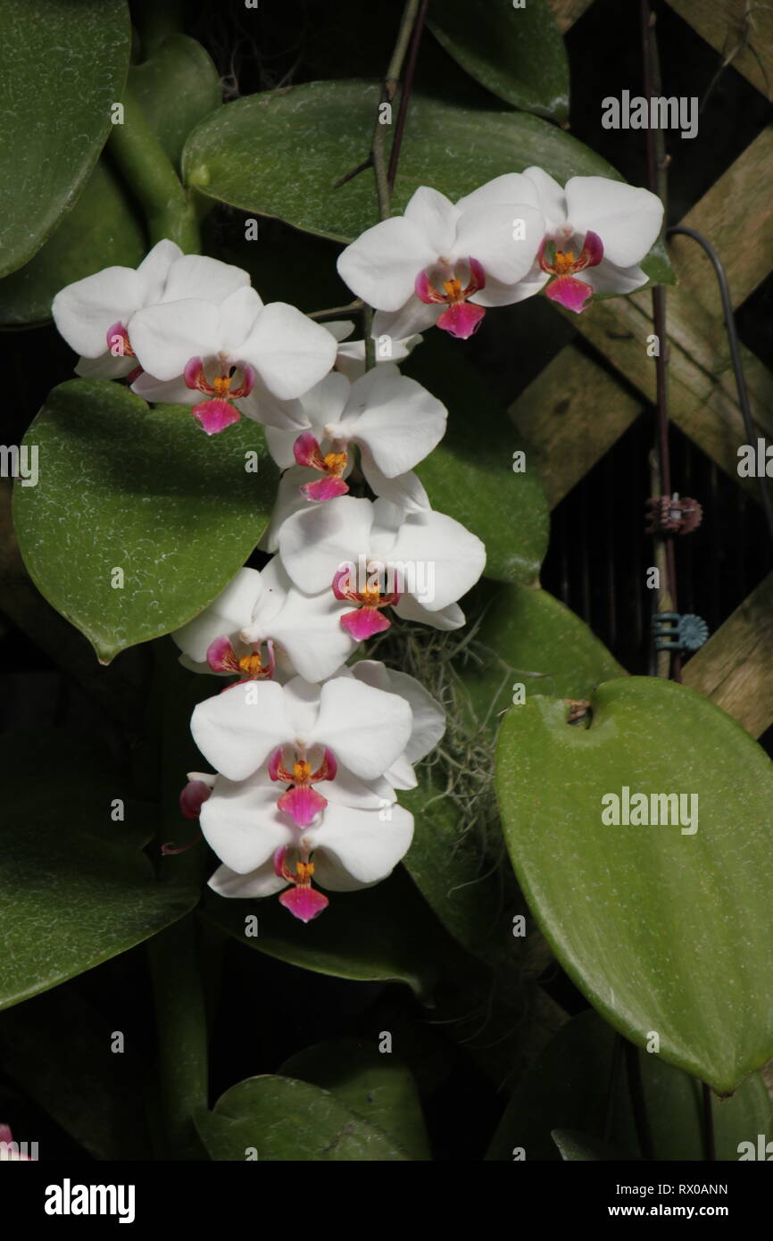 Polychilos Polychilos hi-res stock photography and images - Alamy