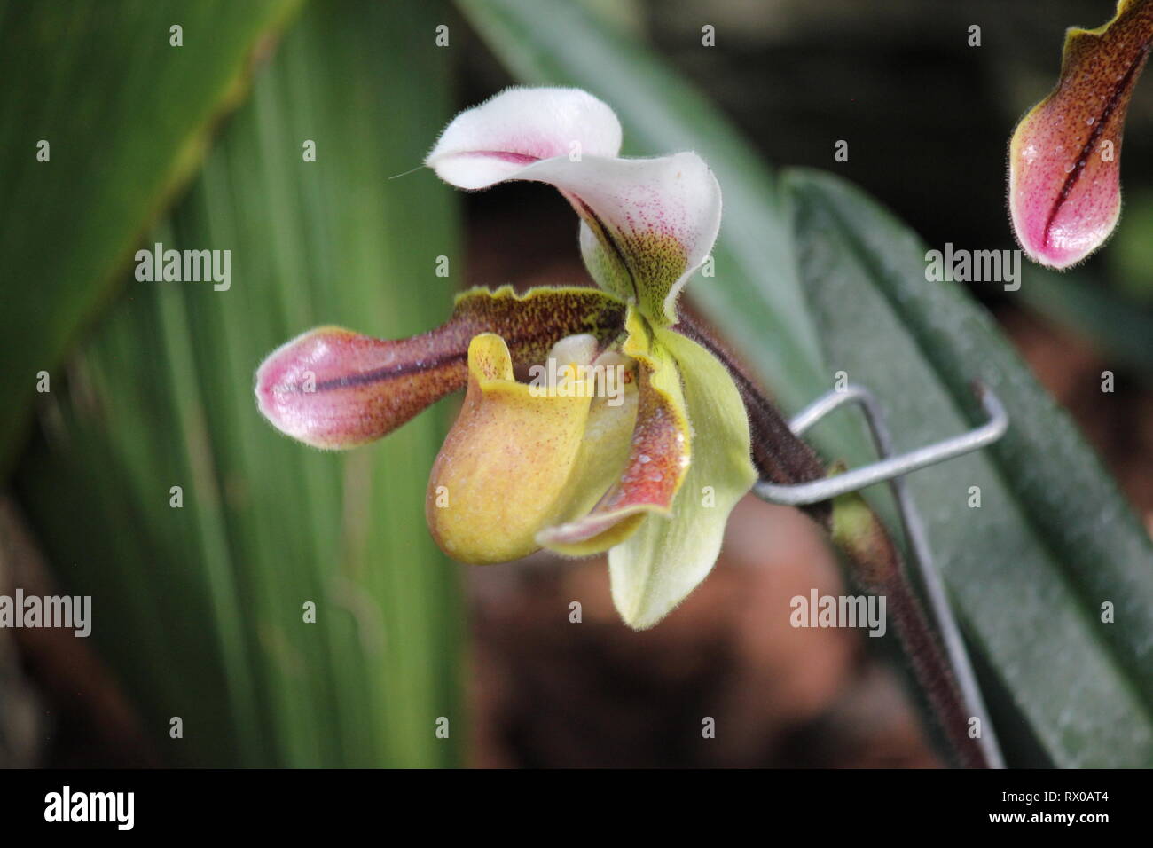 lady slipper orchids, slipper orchids, Lady's slipper orchids