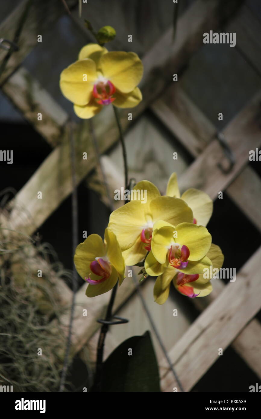 Polychilos Polychilos hi-res stock photography and images - Alamy