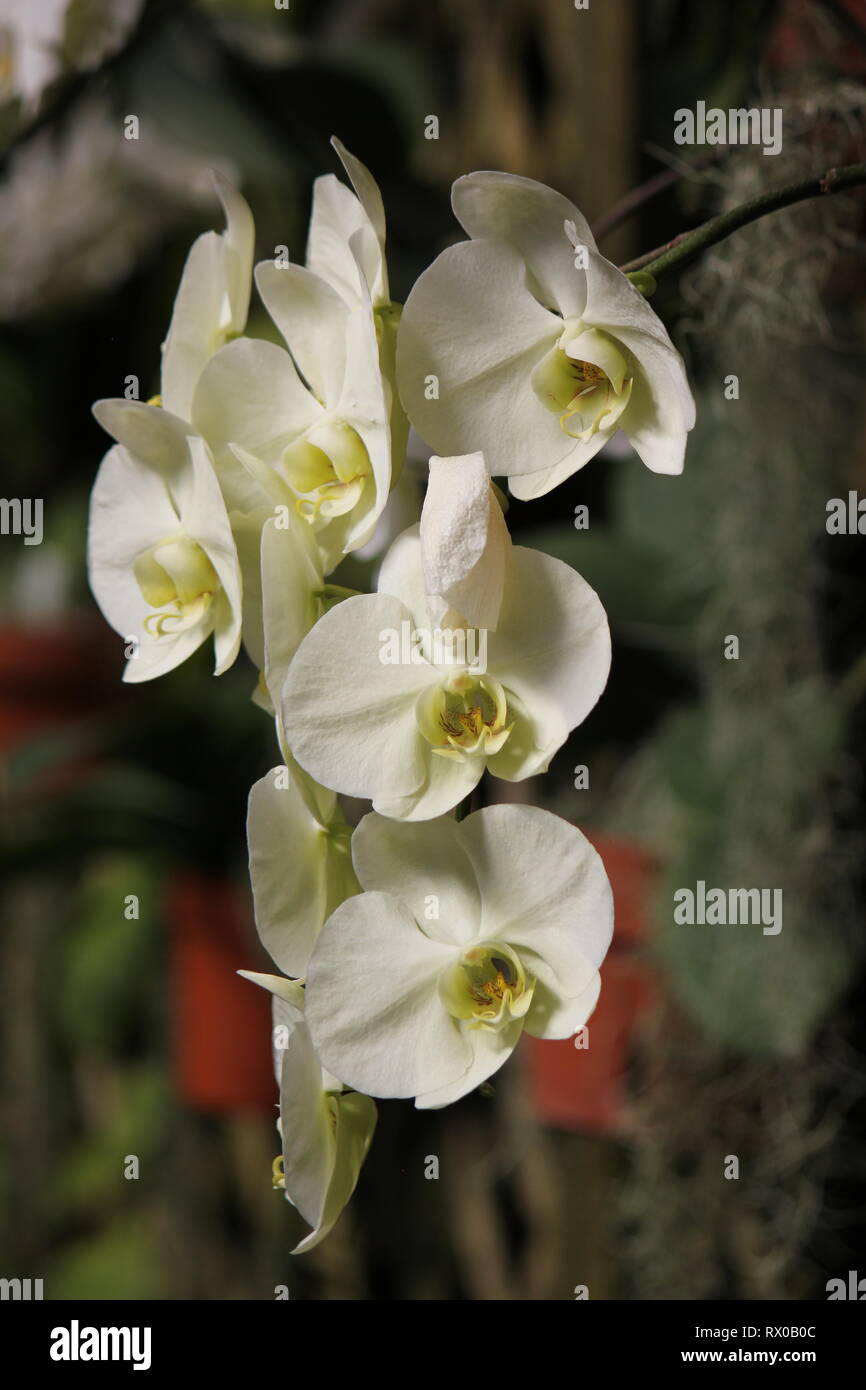 Polychilos Polychilos hi-res stock photography and images - Alamy