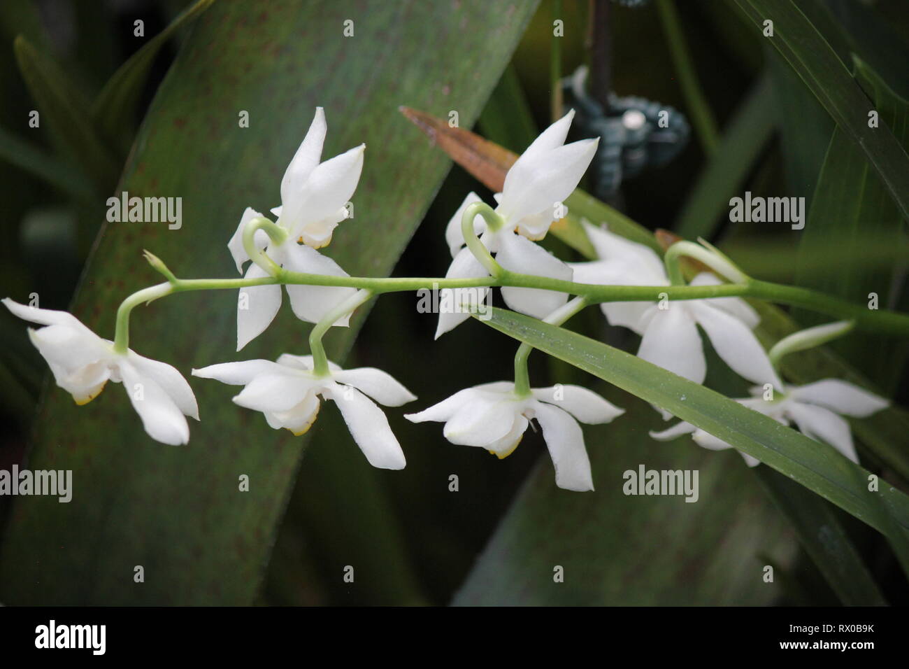 Close up view of a white Dendrobium monophyllum, lily-of-the-valley orchid. Stock Photo