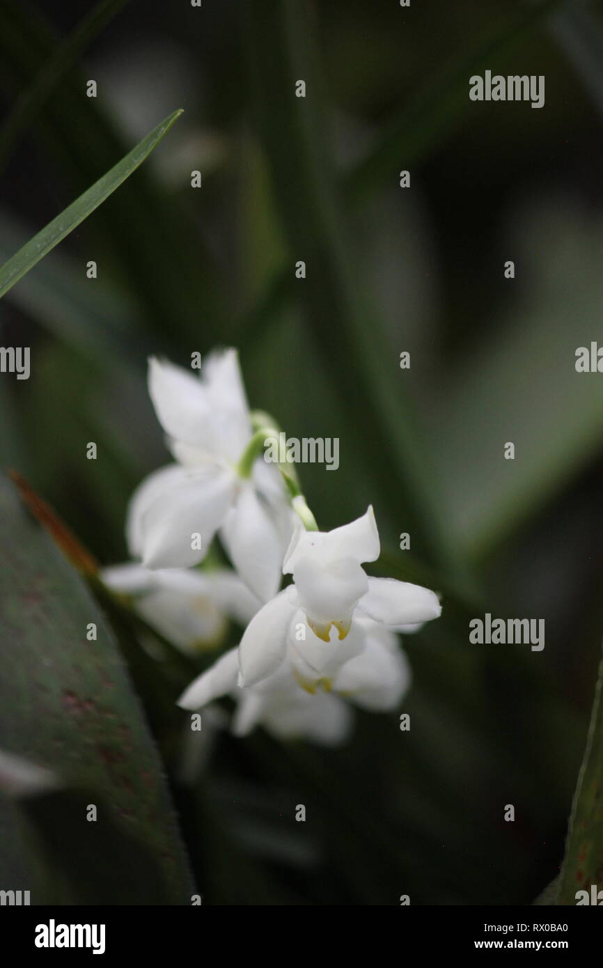 Close up view of a white Dendrobium monophyllum, lily-of-the-valley orchid. Stock Photo