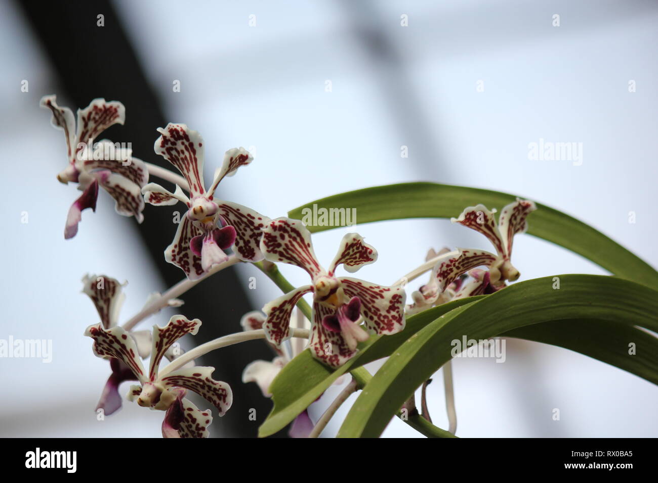 Rare Laeliocattleya orchid hybrid flower Stock Photo