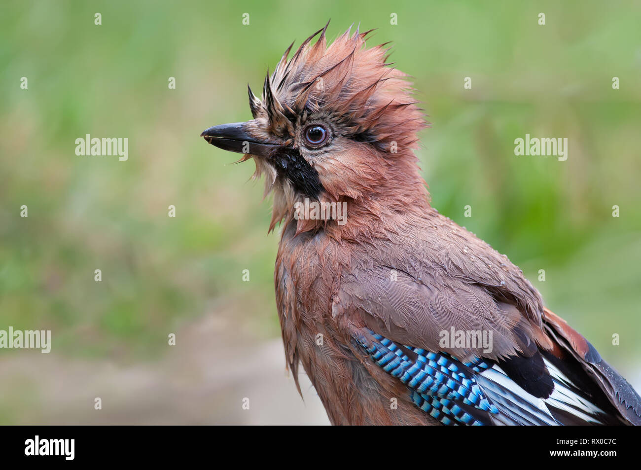 Eurasian Jay wet head portrait with irokez Stock Photo