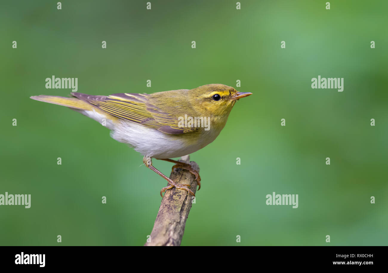 Wood Warbler simple posing at sping in forest Stock Photo