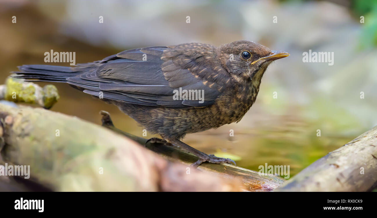 Large photo of young Common blackbird near a waterpond Stock Photo