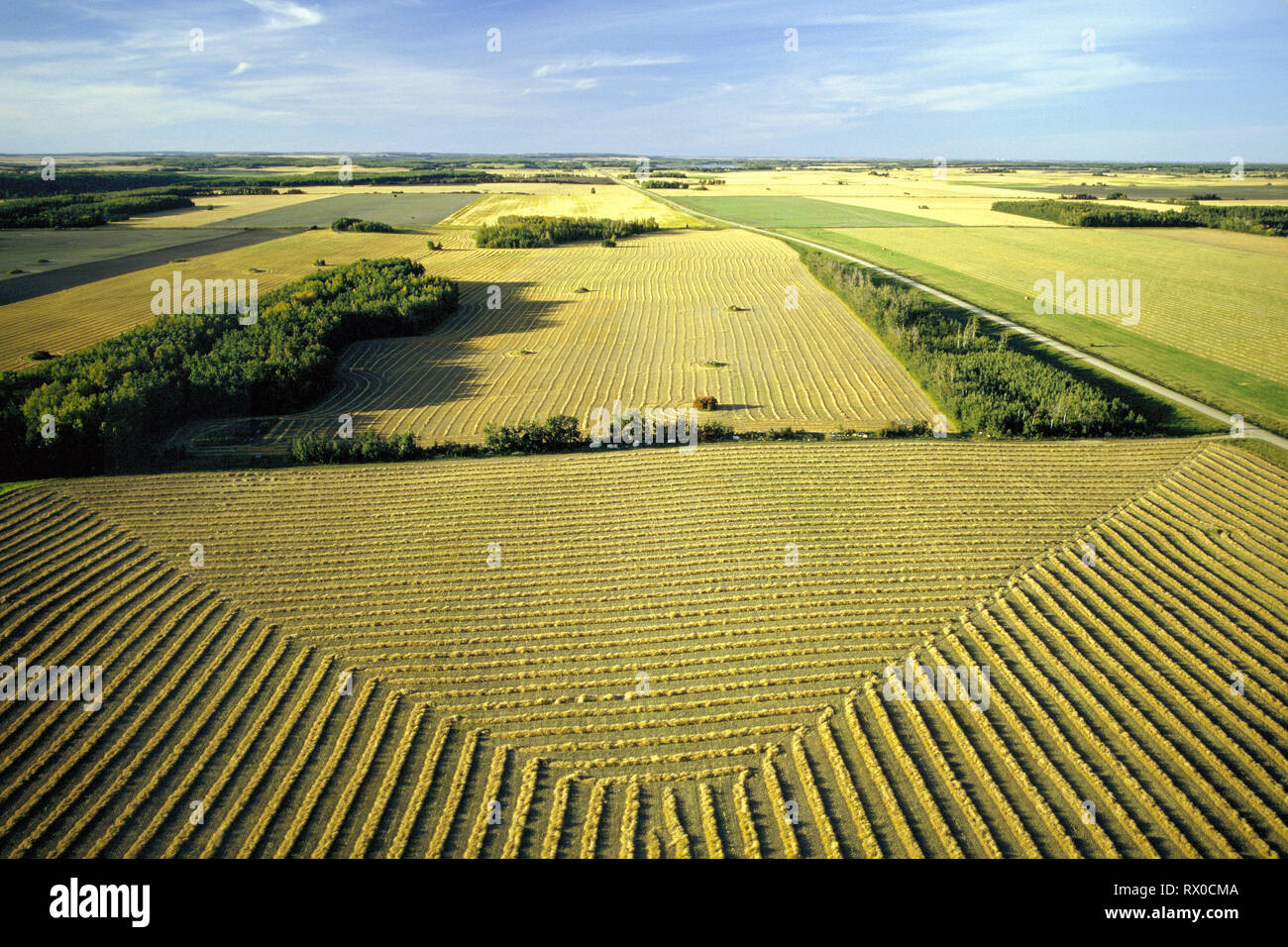 aerial, swathed fields, Basin Lake, Saskatchewan, Stock Photo