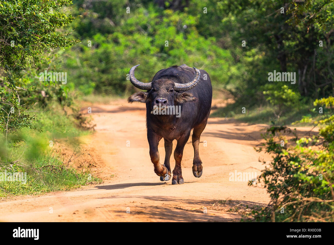 Water buffalo. Yala National Park. Sri Lanka. Stock Photo