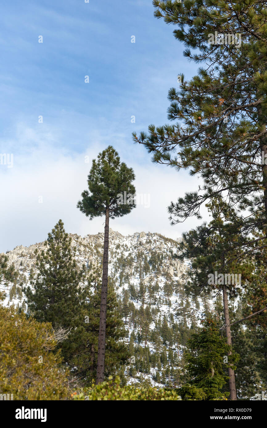 Hillside covered with trees hi-res stock photography and images - Alamy