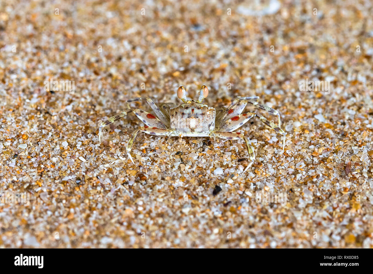 Ghost crab on beach. Sri Lanka. Stock Photo