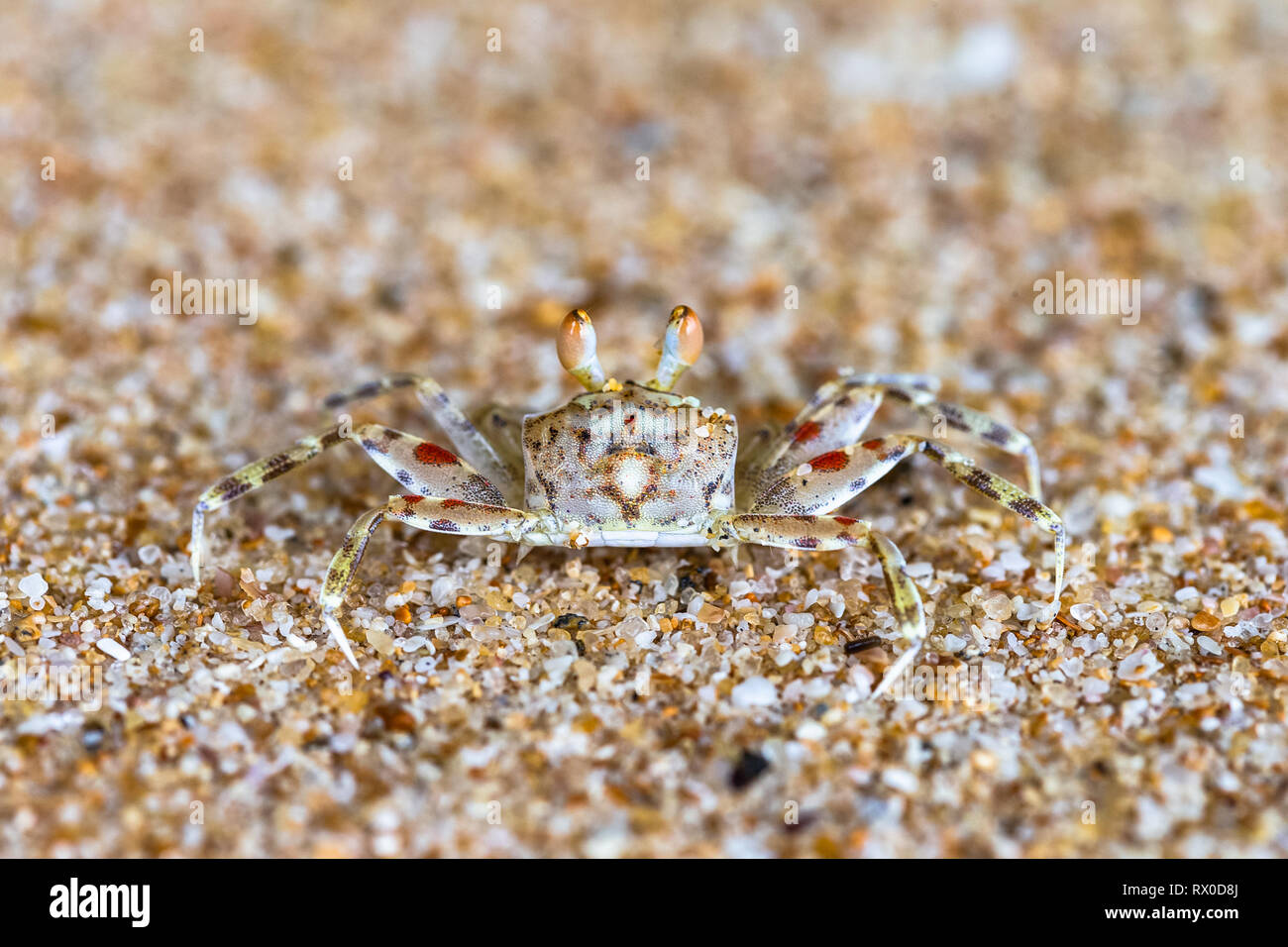Ghost crab on beach. Sri Lanka. Stock Photo