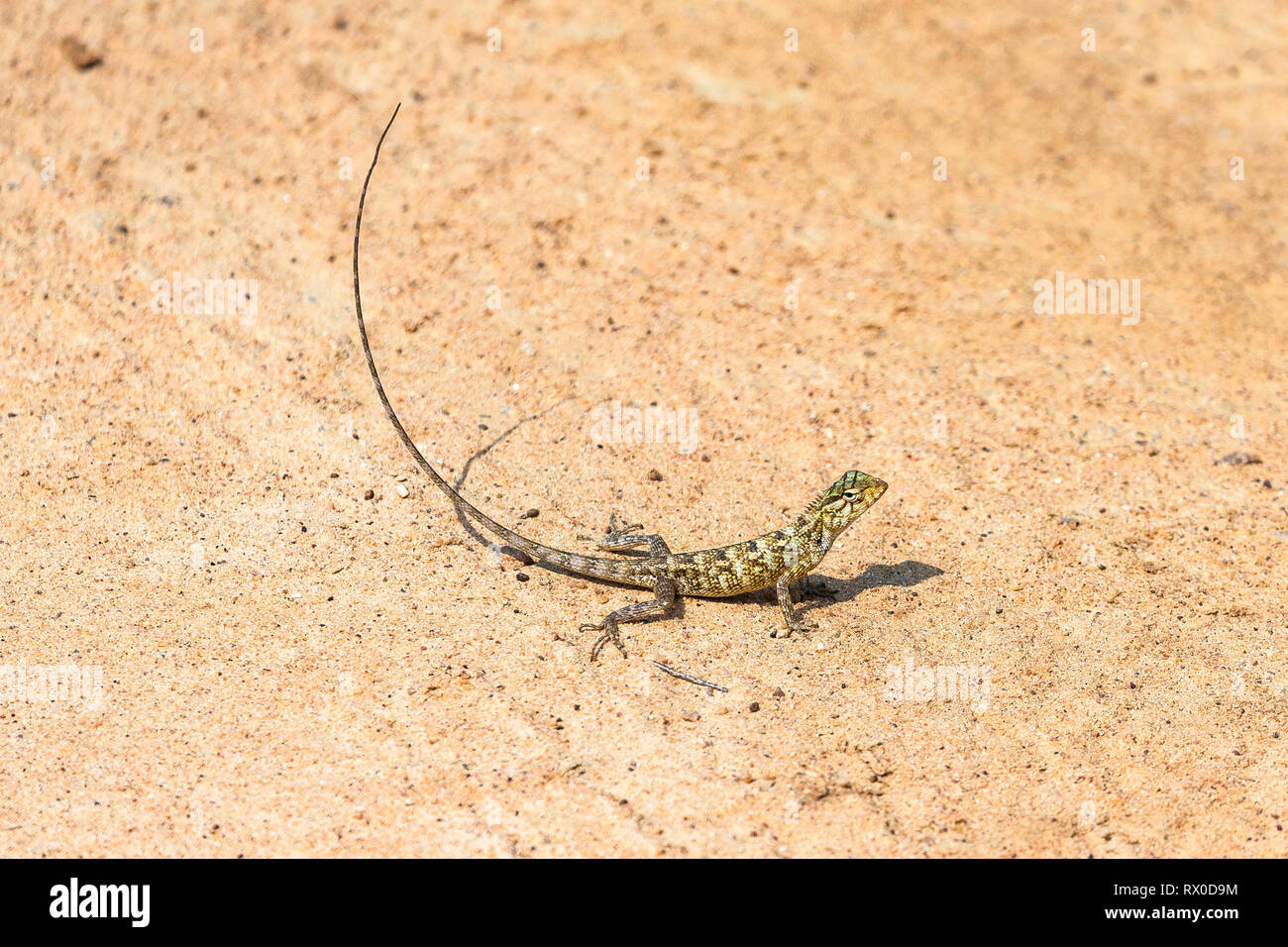 Sri lankan garden lizard hi-res stock photography and images - Alamy