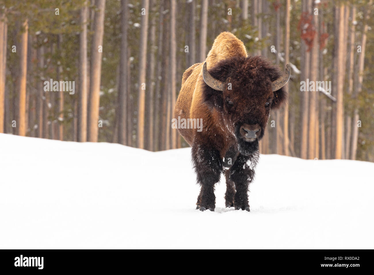 A bison in winter near the Madison Junction February 28, 2019 at Yellowstone National Park, Wyoming. Stock Photo