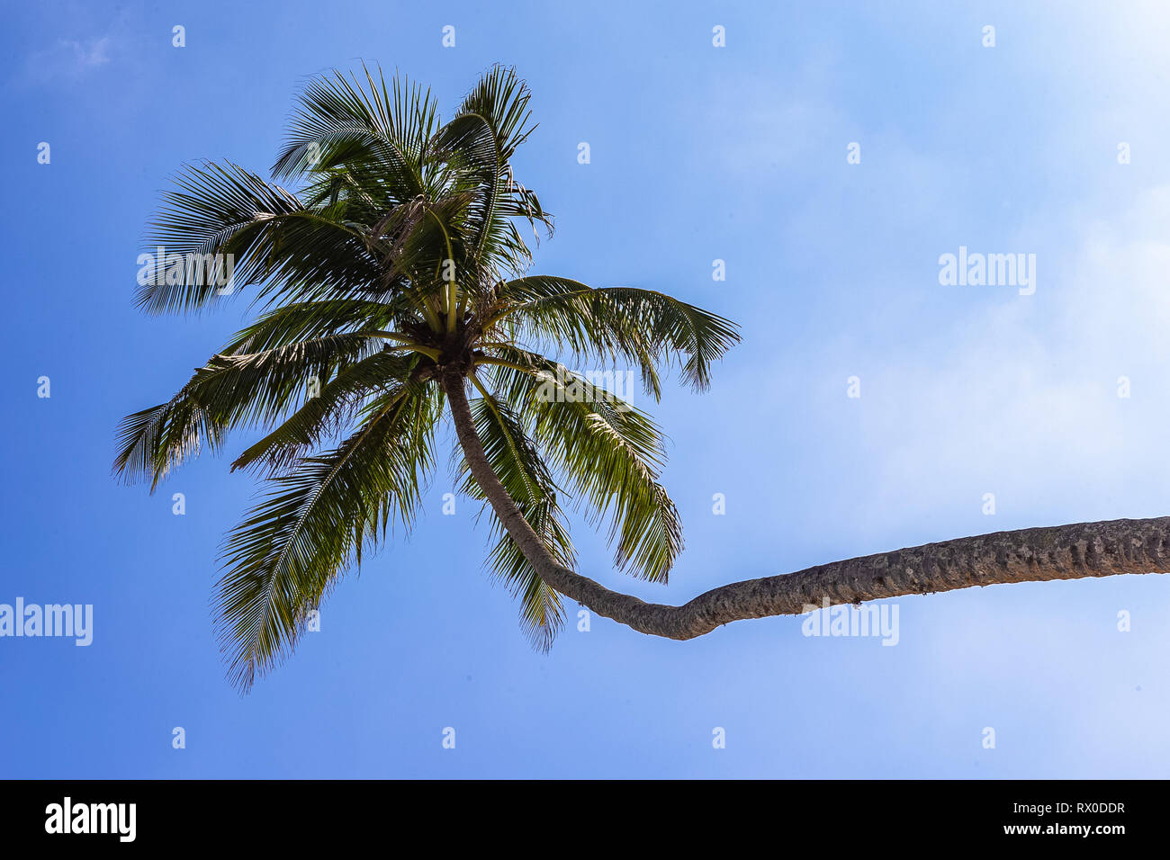 Leaning palm tree hires stock photography and images Alamy