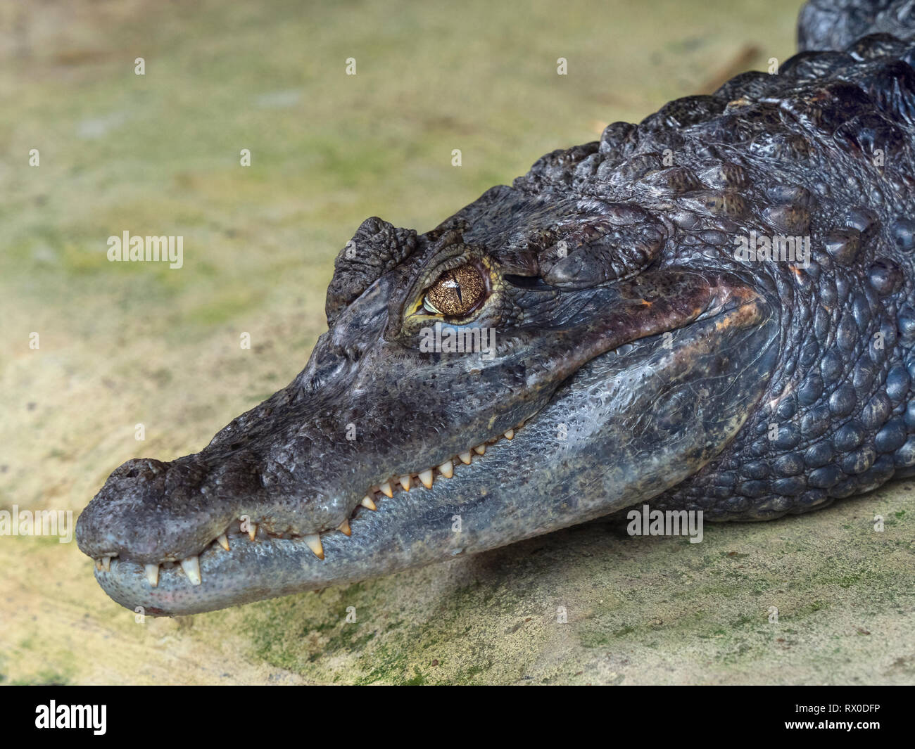 south beach shirt nike