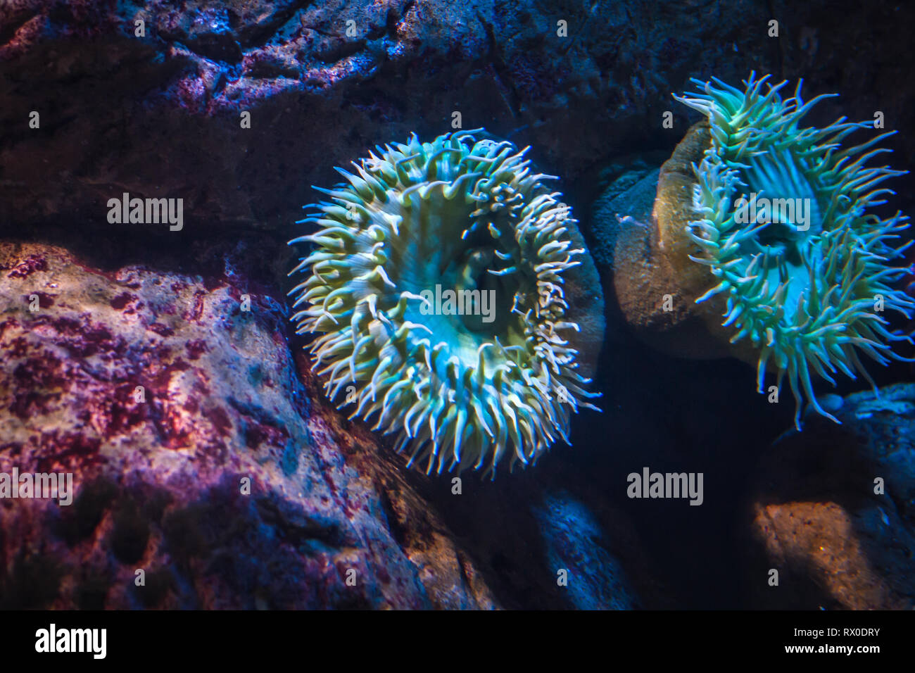 An sea anemone, underwater life, nature Stock Photo