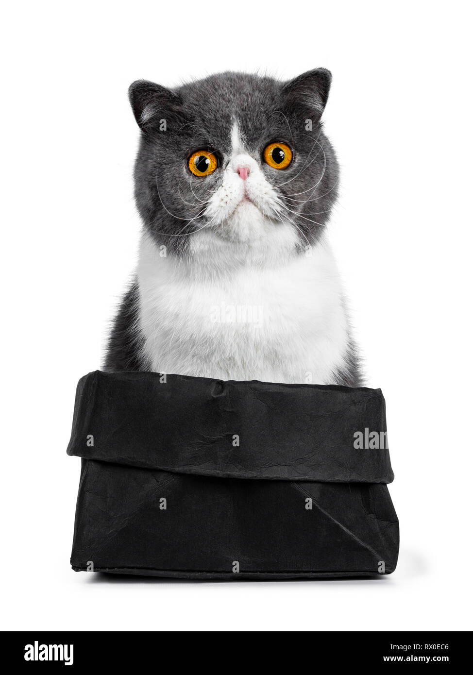 Blue with white young Exotic Shorthair cat, sitting facing front in black paper bag. Looking to lens with amazing round orange eyes. Isolated on white Stock Photo