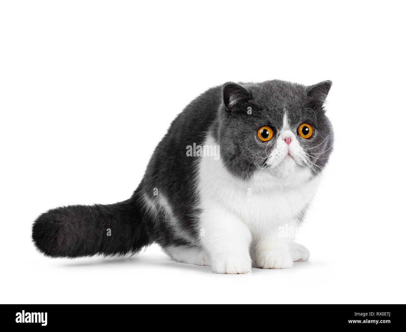 Cute blue with white young Exotic Shorthair cat, standing side ways. Looking curious straightahead beside lens with amazing round orange eyes. Isolate Stock Photo