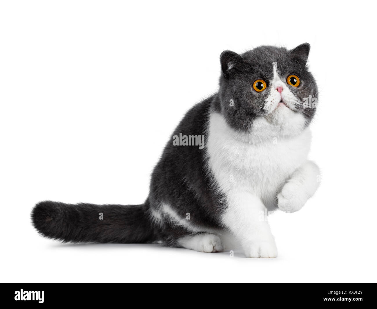 Blue with white young Exotic Shorthair cat, sitting side ways. Looking up with amazing round orange eyes. Isolated on white background. One paw in air Stock Photo