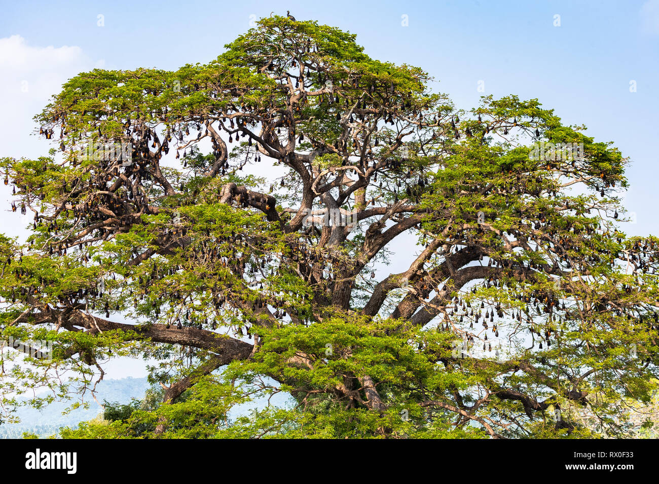 Bat Tree Examples Fruit bat trees (Flying fox). Tissamaharama, Sri Lanka Stock Photo - Alamy