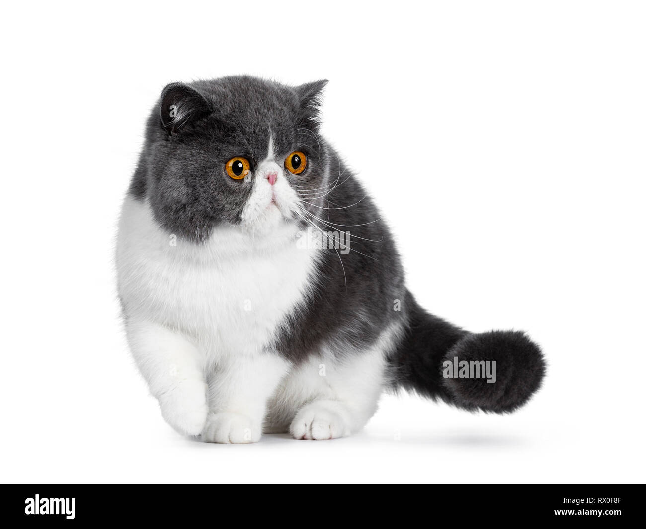 Blue with white young Exotic Shorthair cat, standing / walking facing front. Looking to the side with amazing round orange eyes. Isolated on white bac Stock Photo