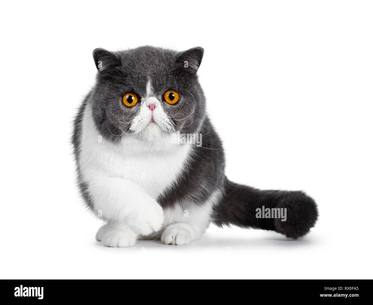 Blue with white young Exotic Shorthair cat, standing / walking facing front. Looking curious straight in lens with amazing round orange eyes. Isolated Stock Photo