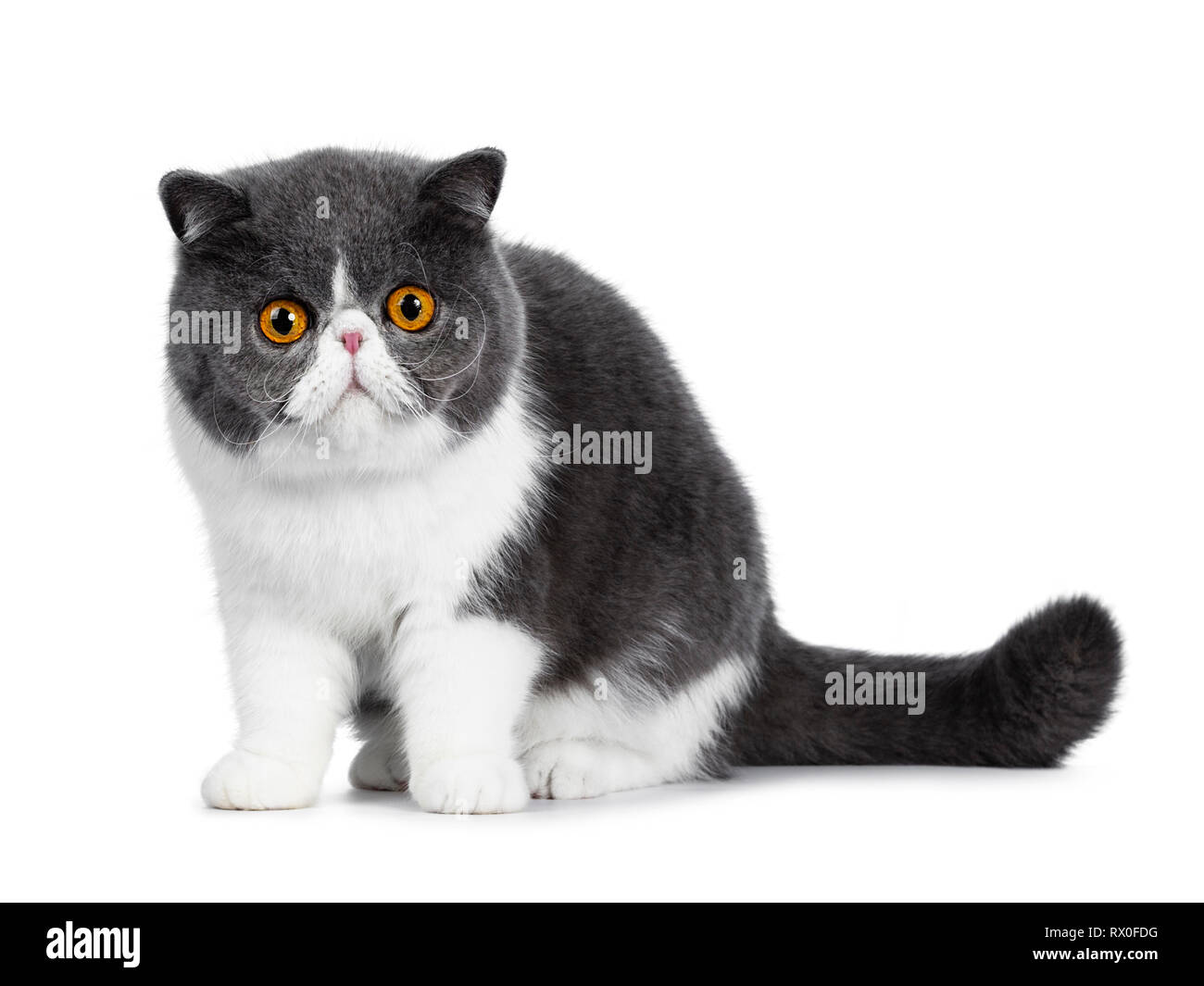 Cute blue with white young Exotic Shorthair cat, sitting side ways. Looking curious straight into lens with amazing round orange eyes. Isolated on whi Stock Photo