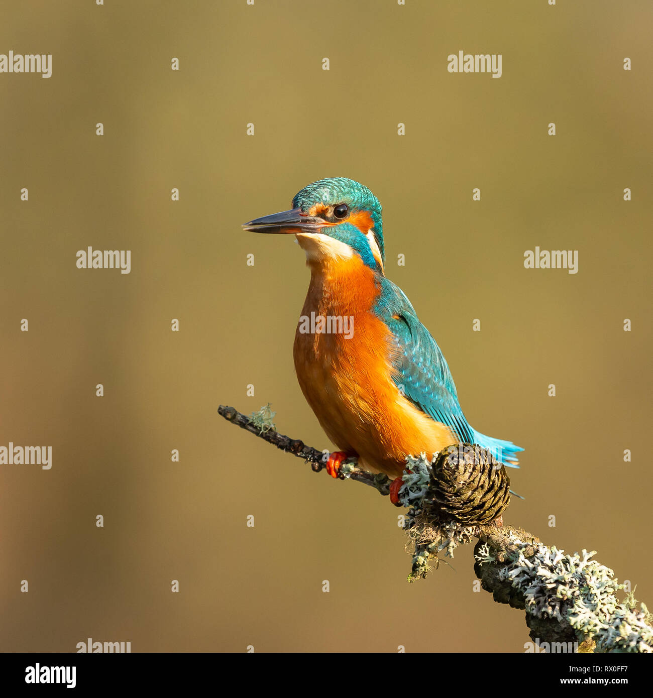 A male kingfisher (Alcedo atthis) perched on a branch in the sun Stock Photo