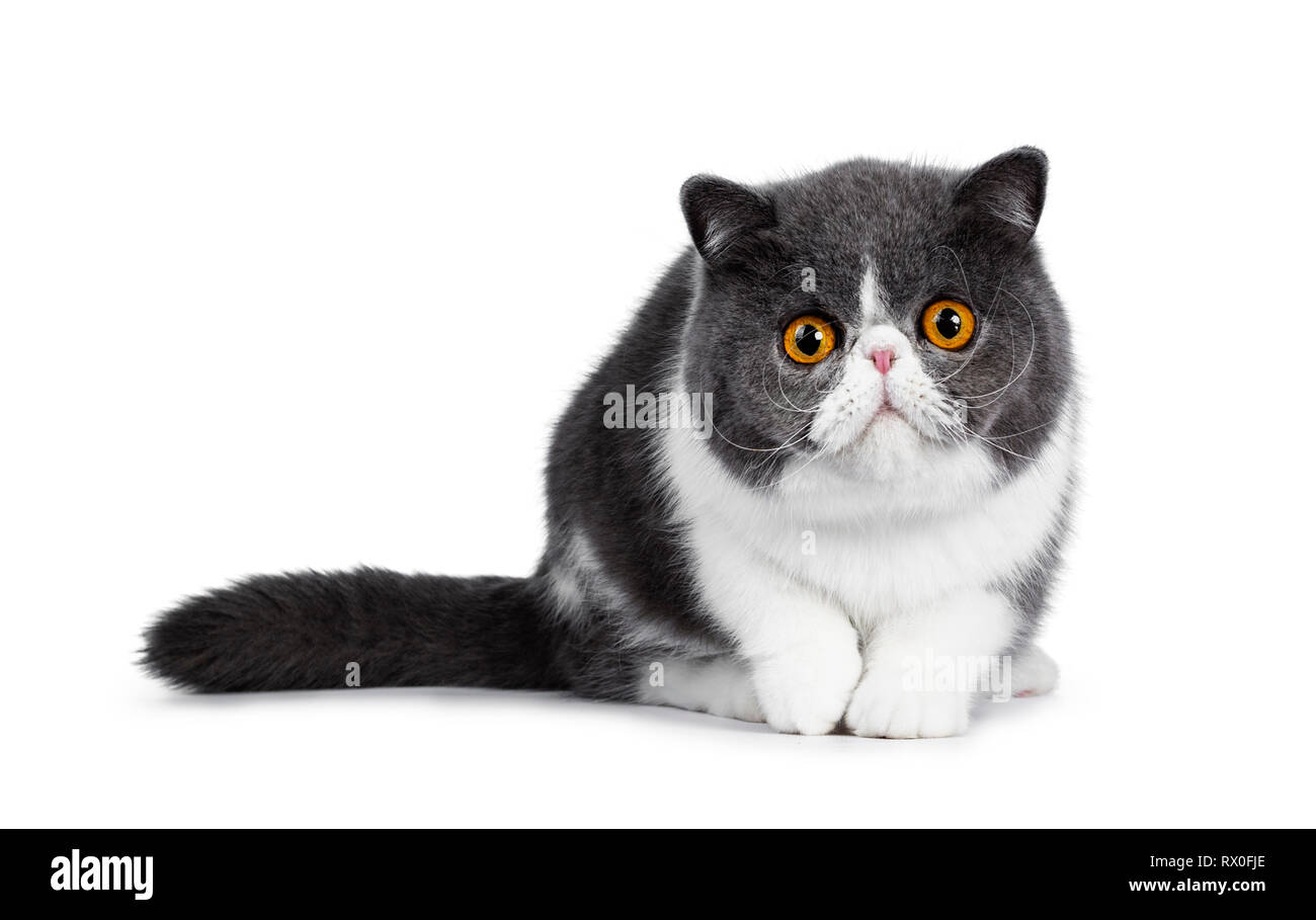 Cute blue with white young Exotic Shorthair cat, sitting facing front, head low and paw in air. Looking straight into lens with amazing round orange e Stock Photo