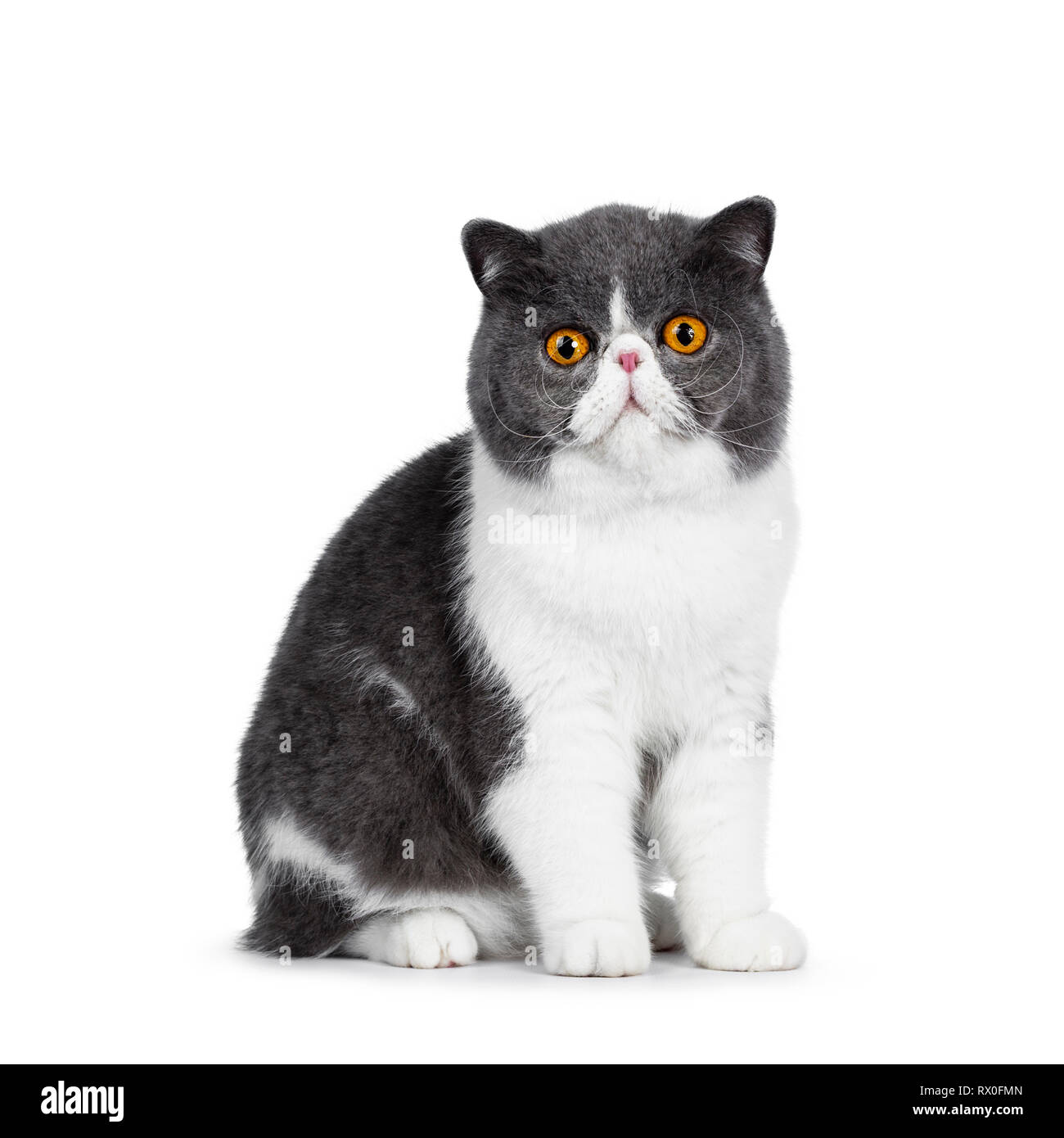 Cute blue with white young Exotic Shorthair cat, sitting side ways. Looking straight into lens with amazing round orange eyes. Isolated on white backg Stock Photo