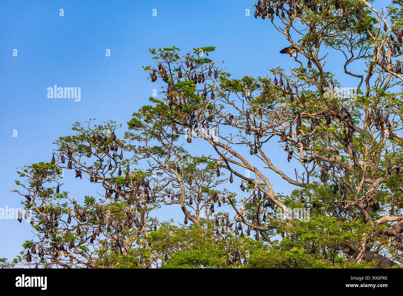Fruit bat trees (Flying fox). Tissamaharama, Sri Lanka. Stock Photo