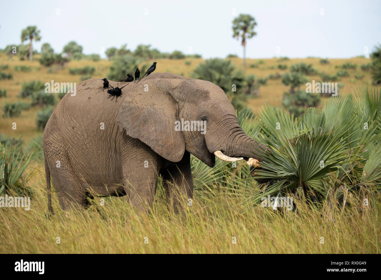 African elephant eating borassus palm leaves, Loxodonta africana