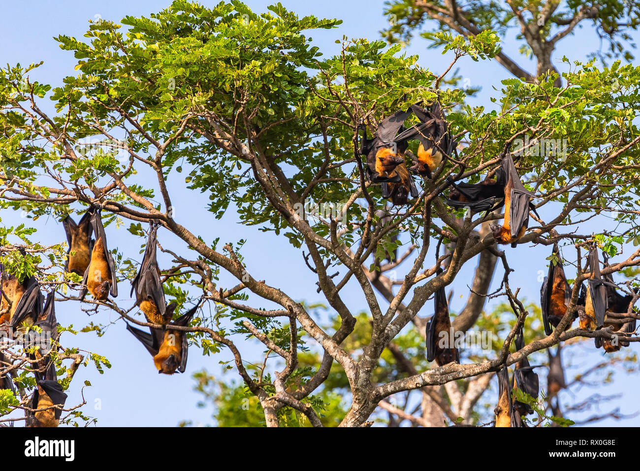 Fruit bat trees (Flying fox). Tissamaharama, Sri Lanka. Stock Photo