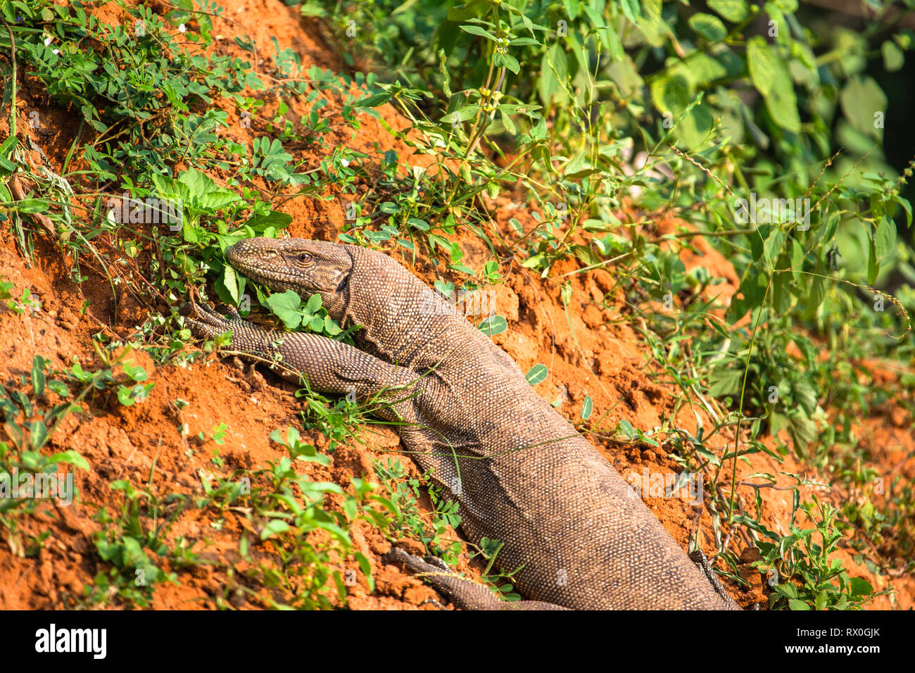 Bengal monitor lizard hires stock photography and images Alamy
