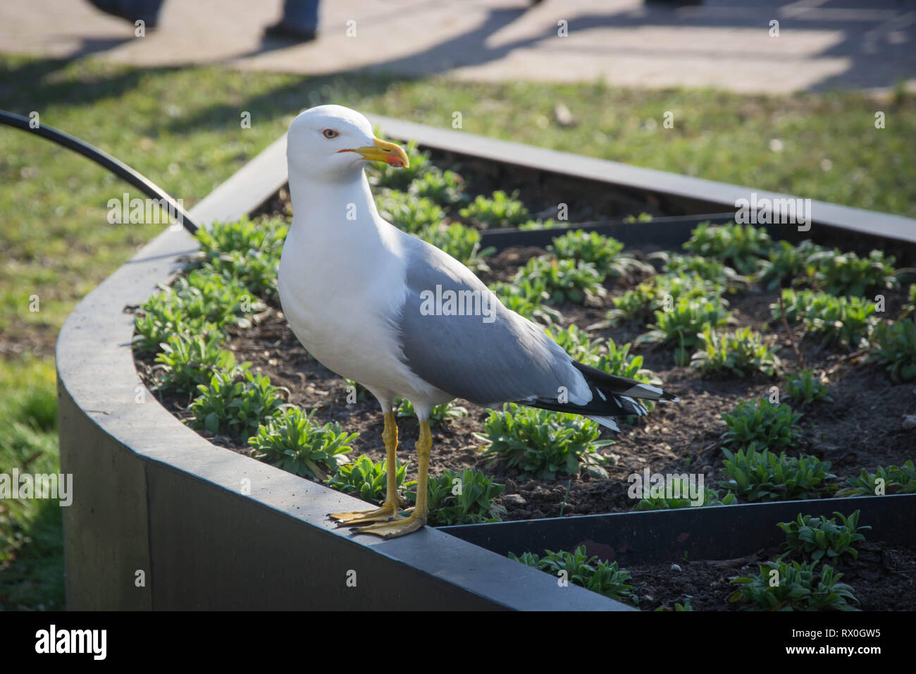 White seagull sits in a city garden, bird sitting in a flower stand, bird portrait, urban environment Stock Photo