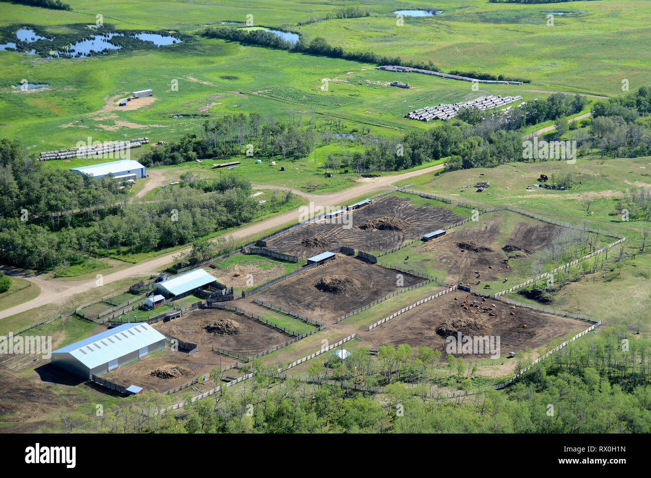 aerial, farm, feedlot, Duck Lake, Saskatchewan Stock Photo Alamy