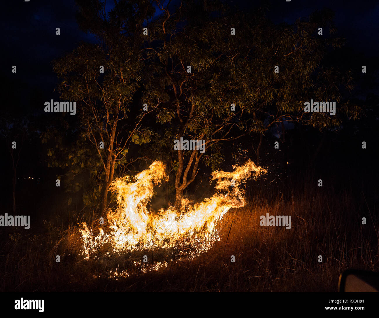 australian bushfire at Night next to a tree in the nothern territory ...