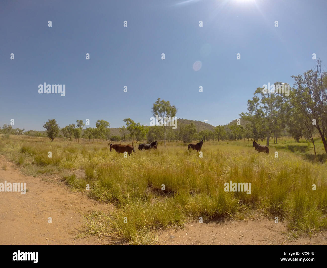 herd of wild horses in the MacDonnell Range, australia Stock Photo