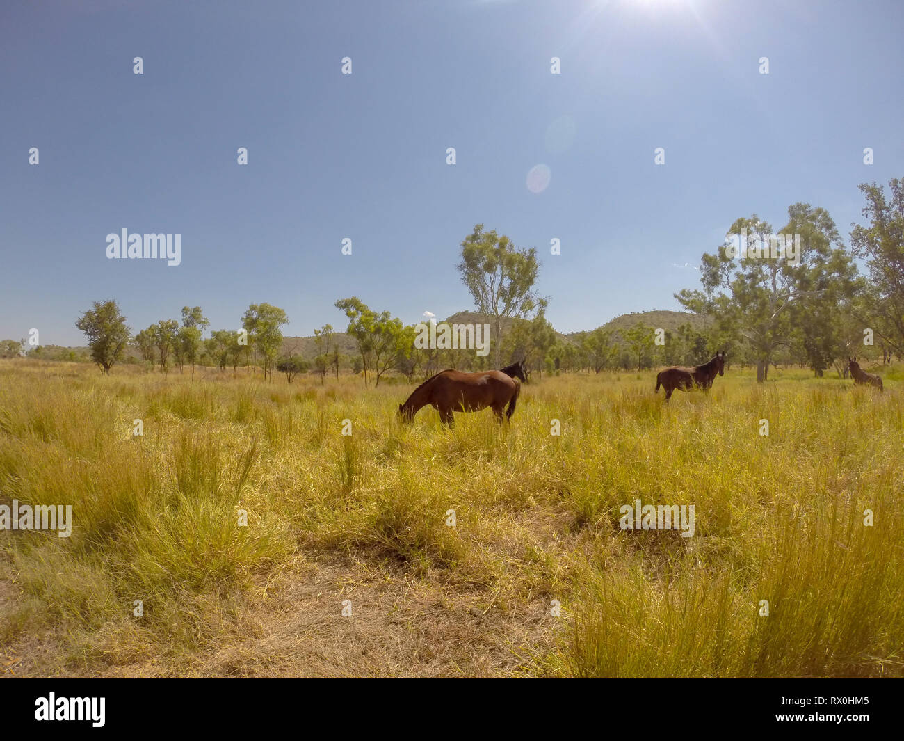 herd of wild horses in the MacDonnell Range, australia Stock Photo