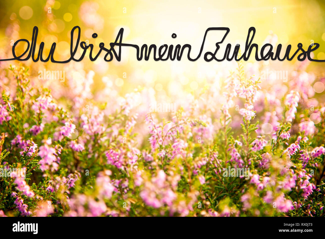 Erica Flower Field, Calligraphy Zuhause Means Home Stock Photo