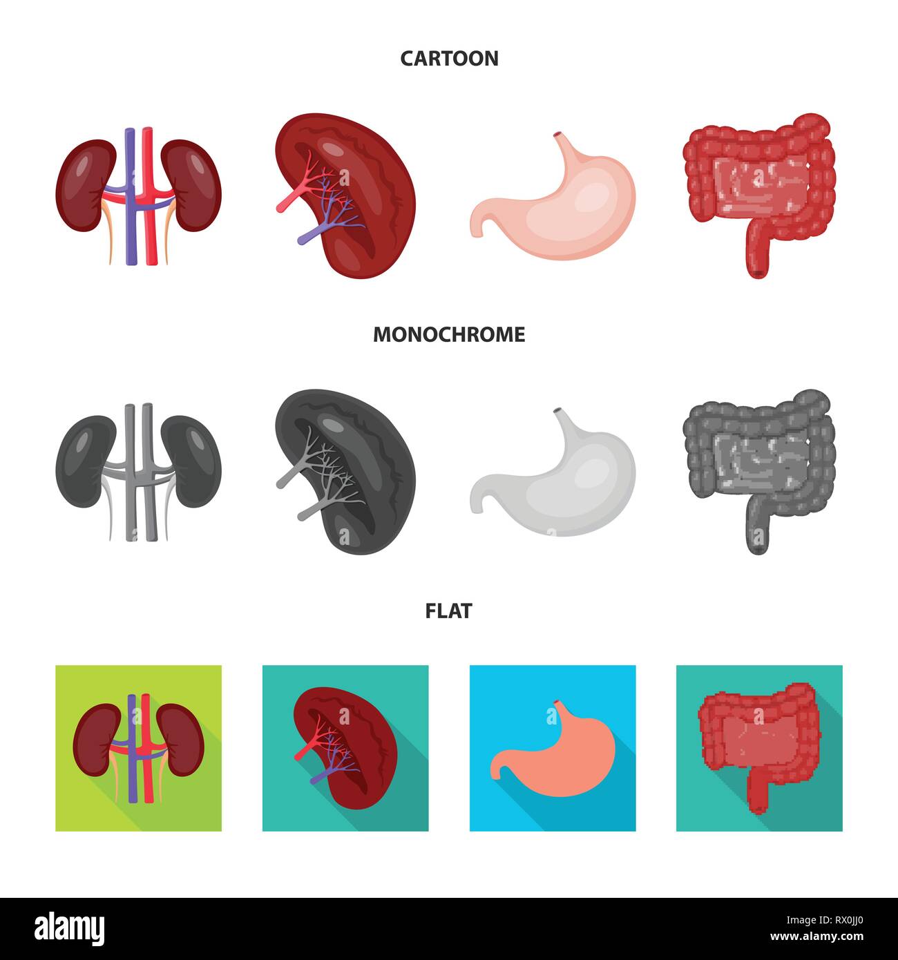 kidney,stomach,urinary,digestive,beans,gastric,intestine,transplant