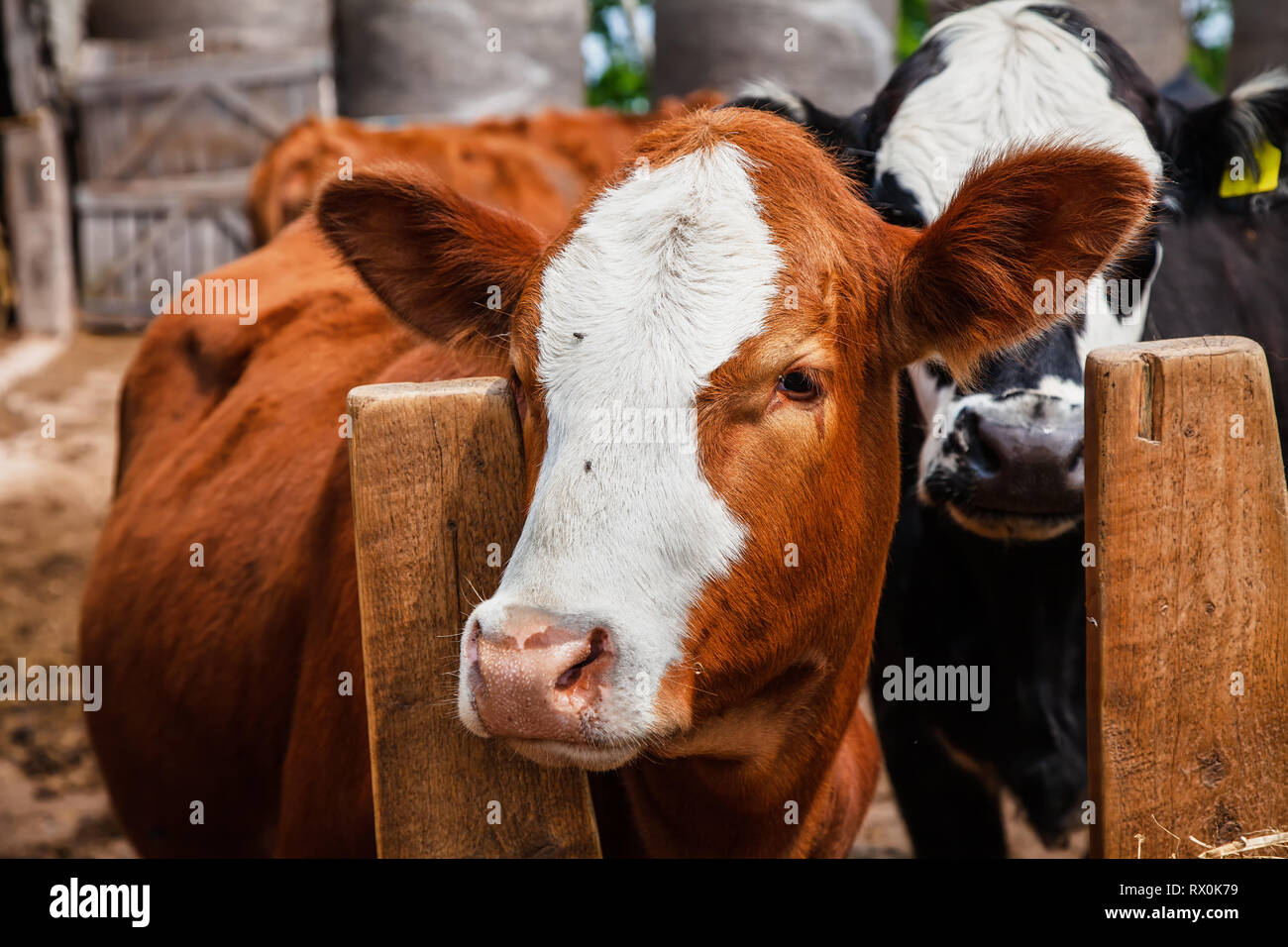 Crossbred beef calves in a feedlot. Stock Photo
